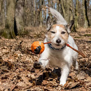 JackRusselldame Elli Sabines Hundetraining