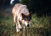Auf der Jagd