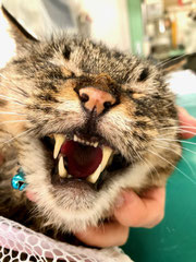 歯石除去/長谷川動物病院