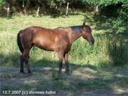 Maurice