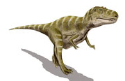 Bild eines Gorgosaurus