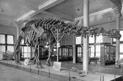 Bild eines Brontosaurus-Skeletts