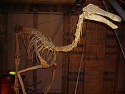 Skelett eines Gallimimus