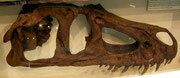 Schädel eines Marshosaurus