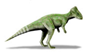 Bild eines Graciliceratops