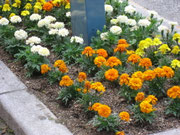 並木通り花壇