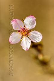 Flor de arbusto