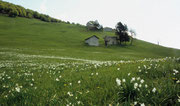 foto di Giovanni Torri