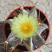 Astrophytum ornatum Meztitlan