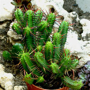 Euphorbia enopla