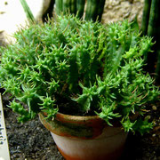 Euphorbia  submammillaris fa. pfersdorfii