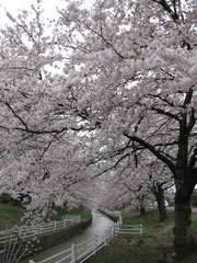 お気に入りの　“安田の桜並木”