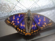 帰りに公衆トイレに寄った時発見した蝶。美しい。