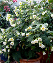 Abutilon