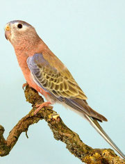 Bronze Falbe Neopsephotus bourkii (Bourkesittich) 