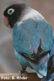 Blau   Agapornis personatus (Schwarzköpfchen)