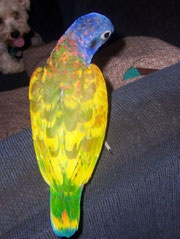 Mottle   Pionus menstruus (Schwarzohrpapagei) 
