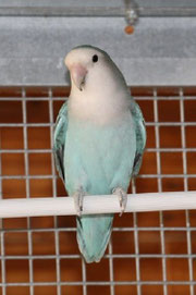 "Blau"   Agapornis roseicollis (Rosenköpfchen) 