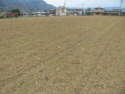 道路沿いの栽培地（通称：上の花壇）