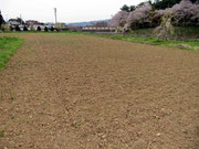 線路沿いの栽培地（通称：下の花壇）