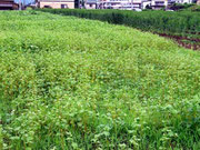 最上紅花の花壇に隣接するそば畑