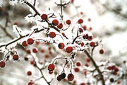 Hagebutte im Winter.   © P. Scheewe, NABU