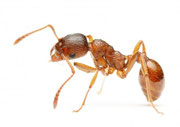 Совет как избавится от муравьев