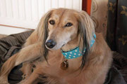 The beautiful Penny