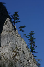 steiler "Wald" an der Klobenwand