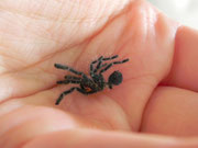 Haut einer Avicularia versicolor ca 4FH