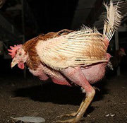 "Bio-Huhn"