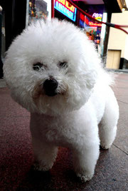 Bichon frisé