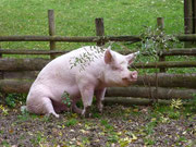 Pig Oskar (by Simone Borer)