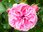 Rosengarten München - Foto Heidrun Langer
