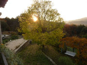 Le micocoulier en automne