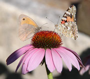 --- Papillons sur marguerite ---