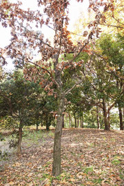 写真３ 葉が枯れ始めたカシワ　（大阪府営山田池公園11月下旬）