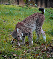 Gîte le vieux Frêne : On peut assister au repas du lynx lors de la visite du parc animalier de Gramat