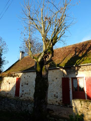 Gîte Le Vieux Frêne : The old ash tree in winter