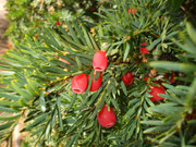 Yew - just one little nibble can be fatal