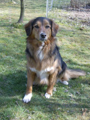 Shana - geb. 20.10.2006  gest. Juni 2023