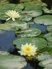 Waterlily in Dogo park