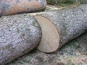 Blockhausbau - Holzbau - Unser Baustoff  Holz aus Finnland