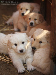 Deutscher Haus Und Hofhund Dhh Lischow Appaloosas