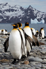 Line of penguins walking up a beach