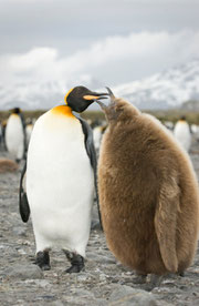 Parent penguin feeding chick