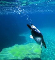 Penguin diving