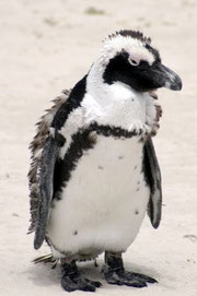 Penguin crusted with snow