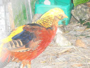 Dorado