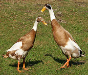 Pato corredor indio